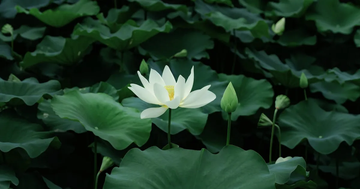 A delicate white lotus flower blooms amidst lush green leaves, creating a tranquil scene.