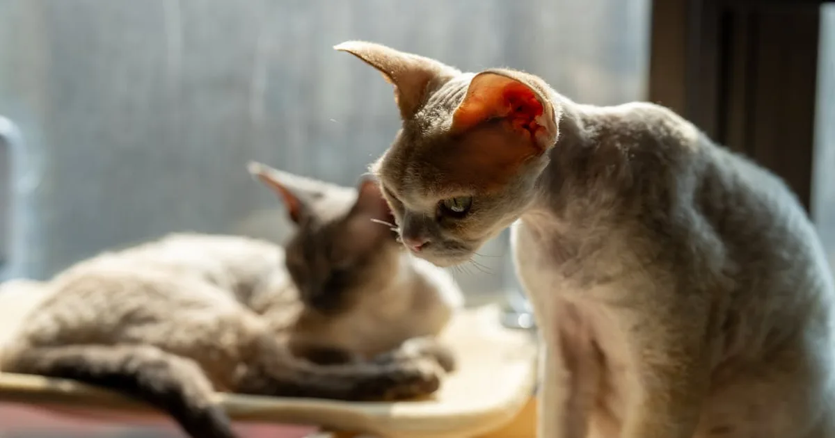 Two Devon Rex cats basking in sunlight by a window in Shenzhen, China.